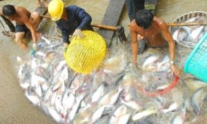 VASEP: Cá tra Việt bị 'bôi xấu' ở châu Âu