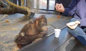 Dười ươi chăm chú xem du khách biểu diễn ảo thuật, 1 giây sau bật cười ngặt...