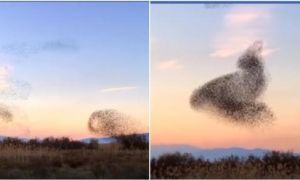 Ai cũng tò mò nhìn đám đen di chuyển trên trời, xem kỹ mới biết thiên nhiên...