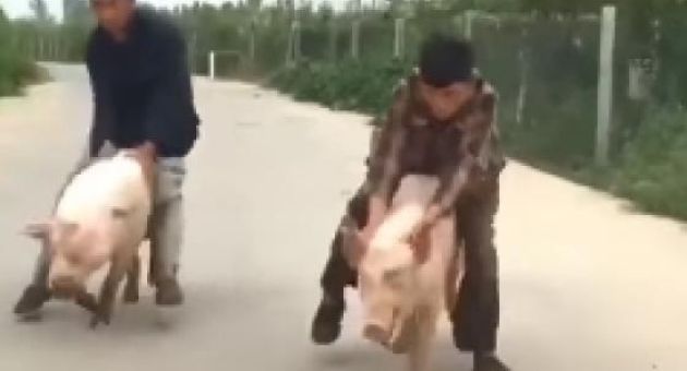 Khi bạn muốn làm Racer nhưng bố mẹ lại bắt đi chăn lợn