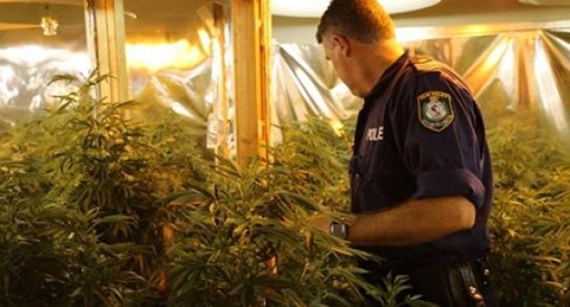 Nhóm người Việt trồng hàng trăm cây cần sa trị giá 2 triệu USD ở Australia