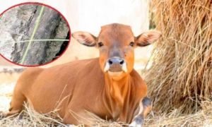 Nhảy qua kênh liên xã, bò trượt chân làm lộ ra bê-tông cốt… cây