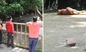 Du khách Trung Quốc cầm đá ném Kangaroo đến tử vong, nguyên nhân: ‘Chúng tôi...