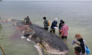 Indonesia: Hoảng hốt trước 6kg nhựa trong bụng cá nhà táng