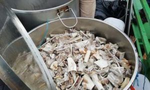 Nam Phi: 6 công dân Việt Nam ra tòa vì cáo buộc nấu cao hổ, sư tử