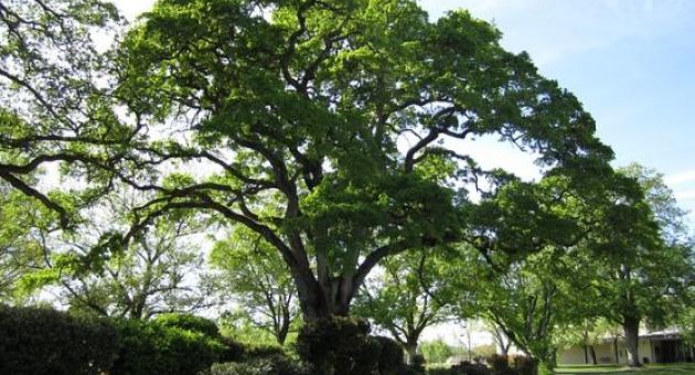 Tính thật thà như là những cái rễ của một cái cây