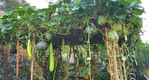 Khu vườn ‘cái gì cũng có’ của mẹ Việt ở Đức