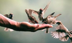 Cho đi không phải là mất đi, mà chính là một loại thu hoạch cao thượng