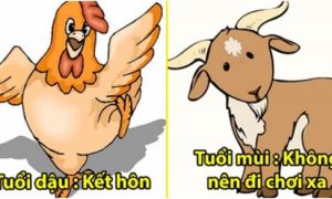 12 con giáp nên và không nên làm gì để may mắn trong năm mới 2019?