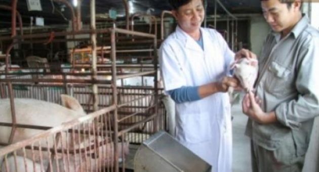Năm mới nói chuyện làm ăn: Việt kiều bỏ trời Tây về quê...nuôi lợn