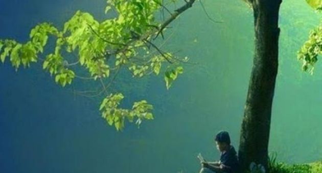 Câu chuyện suy ngẫm: Cậu bé và cây đại thụ