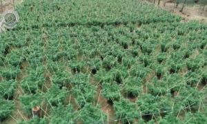 Úc bắt giữ 3 người Việt và triệt phá cơ sở trồng cần sa trị giá gần 100 tỷ