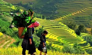 Mù Cang Chải: Thung lũng bình yên thơm hương lúa