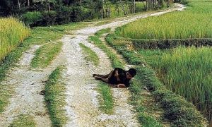 Việt kiều Đức: Nửa thế kỷ tìm nhân vật trong ảnh vụ thảm sát Mỹ Lai