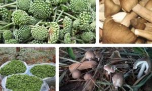 Những loại rau đặc sản của Việt Nam đắt ngang cua hoàng đế, tôm hùm Mỹ