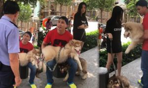 Bị nhắc nhở khi dắt chó trong khuôn viên chung cư, nam Việt Kiều quát nạt bác...