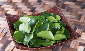Sốc: Lá chanh ở Việt Nam chỉ để ăn với thịt gà luộc, sang Châu Âu bán 6,3...