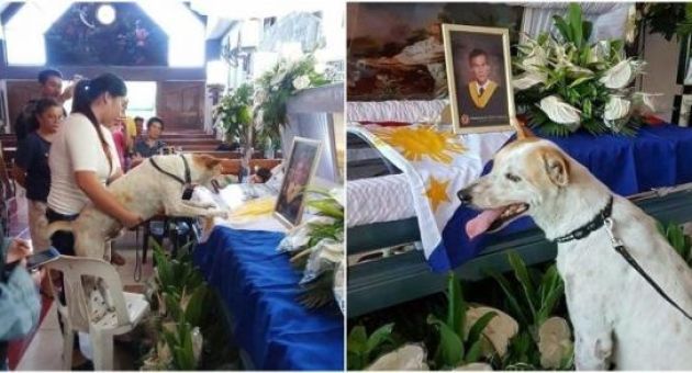 Chú chó hoang từng được vị giáo sư nhận nuôi vẫn hằng ngày đến trường chờ chủ...