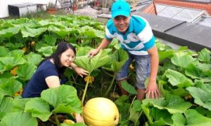 Thiên đường trên nóc nhà của anh đầu bếp Việt ở Đức khiến ai cũng ngưỡng mộ