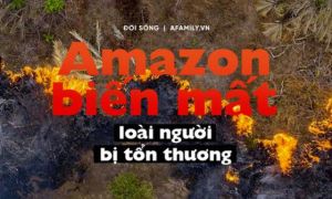 Nếu rừng Amazon biến mất, thế giới mất đi 20% lượng nước ngọt, 20% lượng oxy,...
