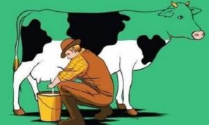 Bài học ý nghĩa từ câu chuyện người bán sữa bò rong, mọi chuyện đều phải suy...