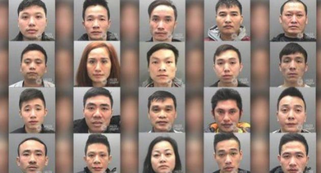 Anh tuyên án nhóm người Việt trồng cần sa