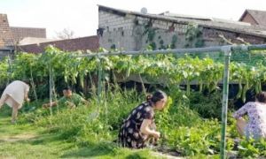 Gia đình Việt làm ‘vườn – ao – chuồng ‘ tại Đức
