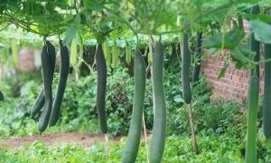 Khu vườn đủ loại rau xanh của nữ Việt kiều Đức