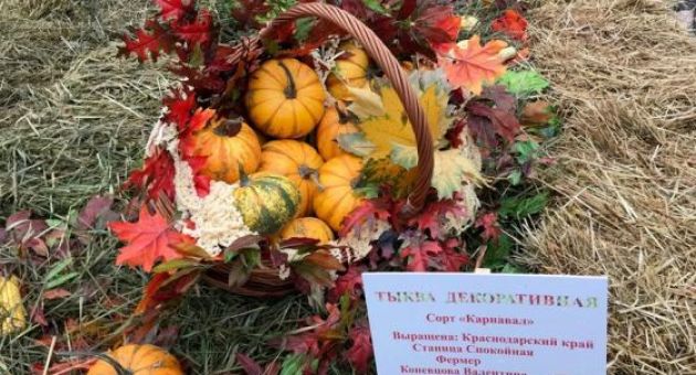 Hấp dẫn Festival “Mùa thu vàng” nước Nga