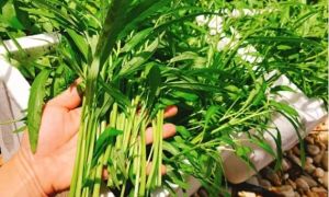 Mẹ Việt ở Mỹ không có kinh nghiệm vẫn quyết làm vườn vì nhớ vị quê nhà