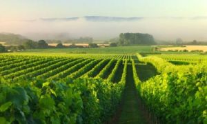 Đến thăm những vườn nho nổi tiếng ở Pháp
