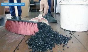 Người dân vùng núi nước Nga mỗi ngày quét được cả xô ruồi chết