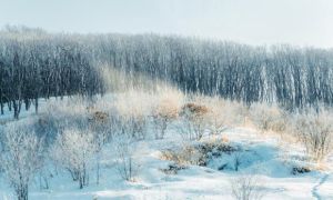 Bụi kim cương huyền ảo ở nơi lạnh nhất Nhật Bản