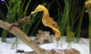 9 món quà lưu niệm không nên mua khi đi du lịch