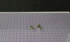 Pháp – Chế tạo robot ruồi siêu nhỏ có thể theo dõi mọi ngóc ngách