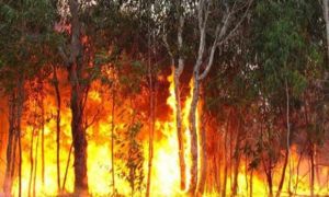 Australia thành lập Cơ quan phục hồi cháy rừng quốc gia