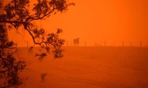Kinh hoàng cảnh tượng cháy rừng như “hỏa ngục” ở Australia