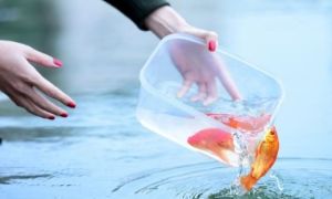 Vì sao người Việt có tục cúng ông Công ông Táo?
