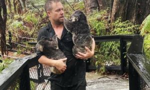 Hết chạy cháy rừng, koala lại phải chạy lũ