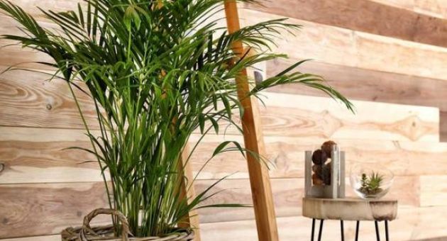 Những loại cây cảnh tốt cho sức khỏe