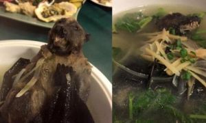 Báo Anh tiết lộ một món ăn của người Trung Quốc có thể chính là thủ phạm gây...