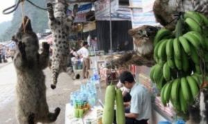 Virus corona: Hồi chuông cảnh tỉnh từ nạn săn bắt và tiêu thụ động vật hoang dã