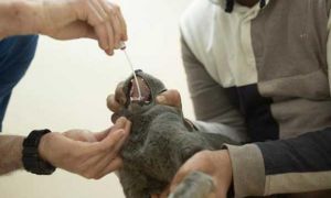 Mỹ xác nhận các trường hợp vật nuôi trong nhà đầu tiên mắc Covid-19