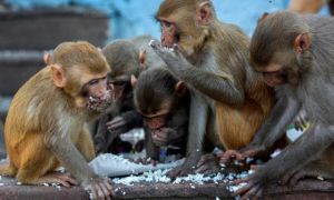 Trung Quốc thử nghiệm thành công Vắc xin Covid 19 trên khỉ , chuẩn bị tiến...