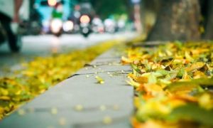 HÀ NỘI - MÙA SẤU - Gửi những người thương nhớ Hà Nội