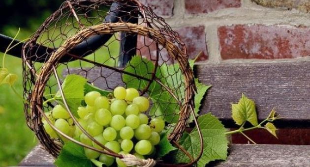 Khám phá những cánh đồng nho Pháp siêu to khổng lồ