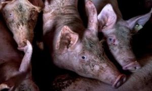 Phát hiện chủng virus cúm heo mới tại Trung Quốc “có khả năng gây đại dịch“