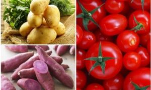 Bất ngờ khi cà chua không thể ăn cùng loại khoai quen thuộc này