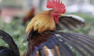 74.000 người Pháp ký đơn đòi công lý cho một con gà trống