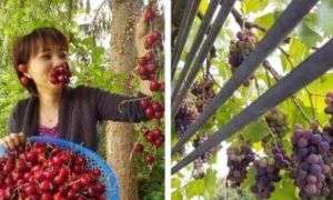 Phát thèm với khu vườn trĩu quả của mẹ Việt tại Đức